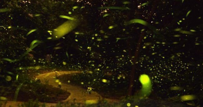 广州数千萤火虫飞舞点亮浪漫夜晚