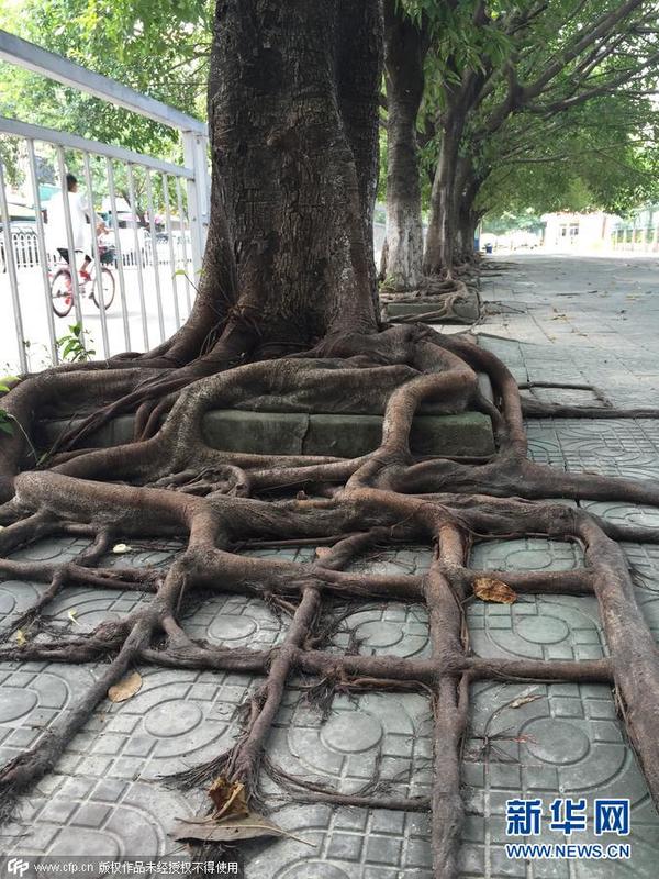 2015年8月22日,广东深圳,龙岗区坪地镇兴华路,人行道上的数十棵大榕树树根在地板砖缝隙里伸展,长成了地板砖的形状。图片来源:cfp