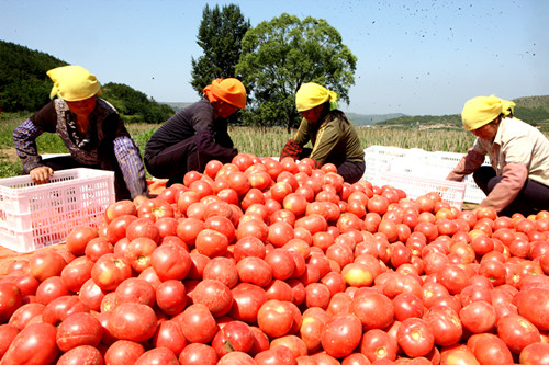 旱地西红柿（韩振宇 摄）