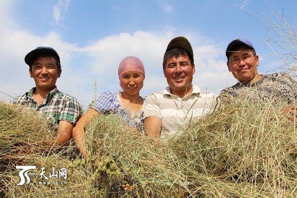 额尔齐斯河畔牧民抢收秋草