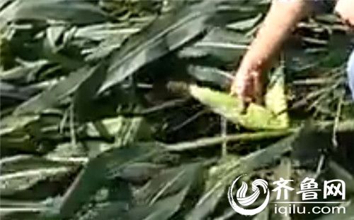 玉米杆上的玉米已经和成熟玉米差不多一般大小了，还有一个月就成熟上市了。（视频截图）