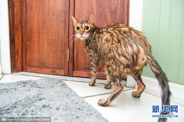 2015年8月31日消息(具体拍摄时间不详),不爽猫群像。