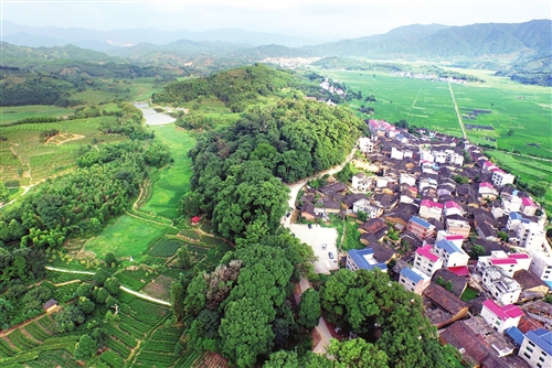 东平镇凤头村的楠木林,是全国罕见,华东地区保护最好的生态林