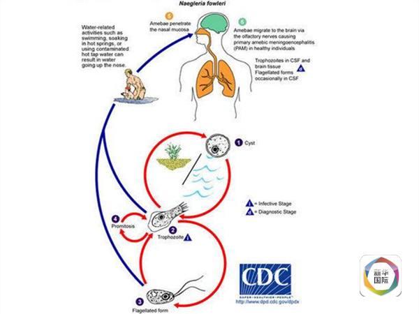 　　美国疾病控制和预防中心发布的福氏耐格里阿米巴原虫感染示意图。