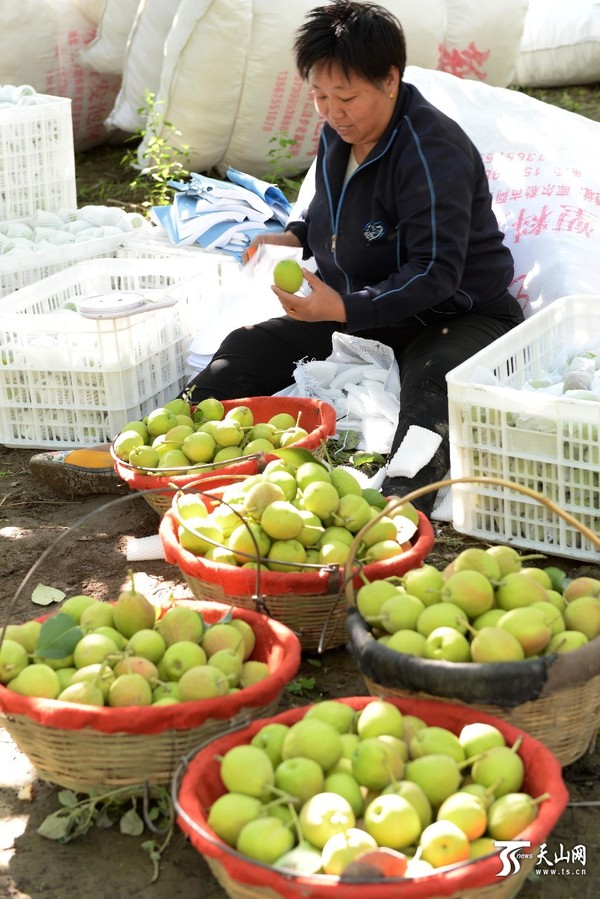 2015年9月6上午，一位包装香梨工在新疆库尔勒市阿瓦提乡巴西阿瓦提村一组果农阿布都·扎衣尔香梨园里包装香梨。