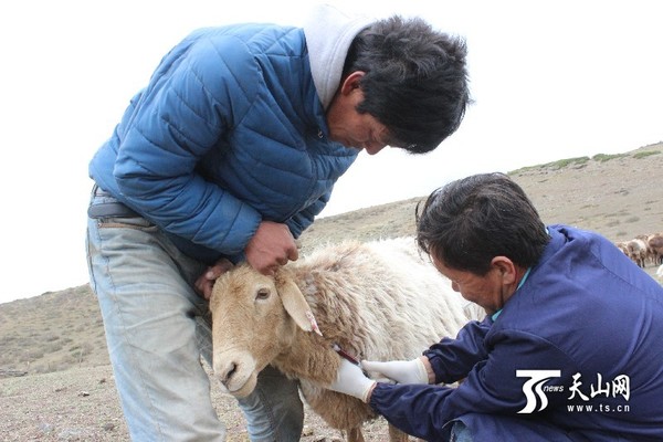 布尔津县开展动物采血送样工作|采血|体检