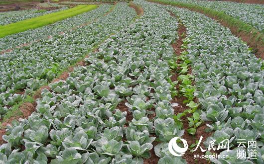 无公害蔬菜规模种植。供图