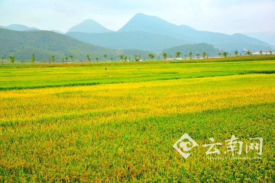 泸西：做强四大产业 加快产业结构调整步伐。