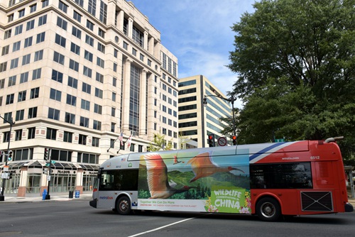 在华盛顿市中心距白宫不远处，停靠着印有“野生动物保护在中国”广告的公交大巴车。人民日报全媒体平台记者何小燕 摄