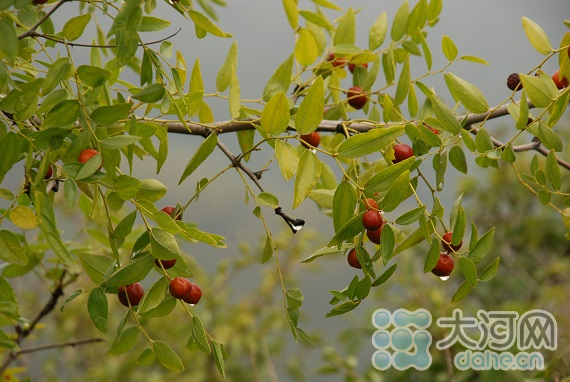 雨后的山枣更加诱人