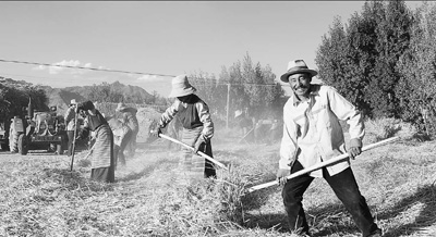 日喀则青稞喜获丰收|白朗县|青稞