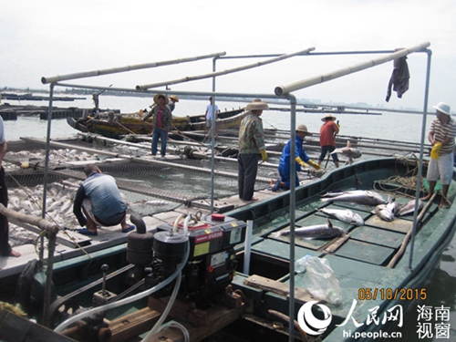 工人们清理死鱼进行无害化处理