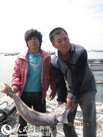 欲哭无泪的养殖户