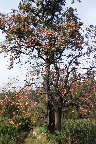 据祖辈介绍,这棵柿子树在山坡上已经存活了一百多年,且年年硕果累累。