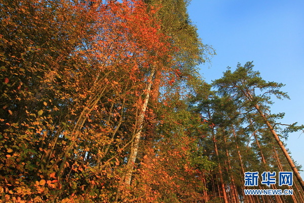 阔叶树的叶子已经变成金红色，在绿色松树的映衬下诠释丰富多彩的秋意。新华社记者陈俊锋摄