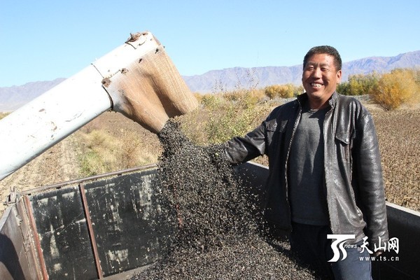 村民马天寿正在收油葵