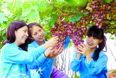 小葡萄简谱._小葡萄