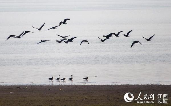 10月15日，在鄱阳湖湿地拍摄的冬候鸟。（傅建斌摄）