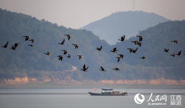 10月15日，在鄱阳湖湿地拍摄的冬候鸟。（傅建斌摄）