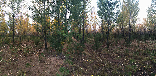 山西杨树局“林苗一体化”（白鸿滨 摄）