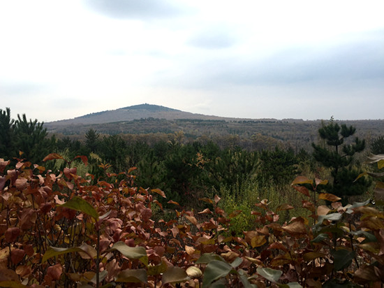 山西杨树局油坊林场（白鸿滨 摄）