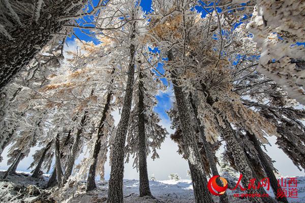 芦芽山雪景 （曹建国 梁海宏 摄）