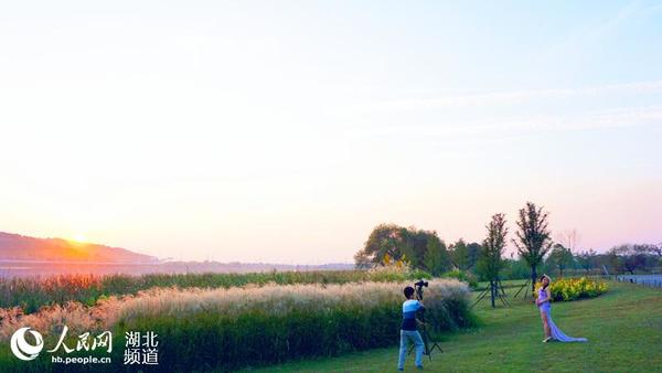 在芦苇丛中拍摄婚纱照的新人