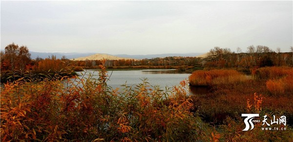 金秋十月白沙湖很迷人。