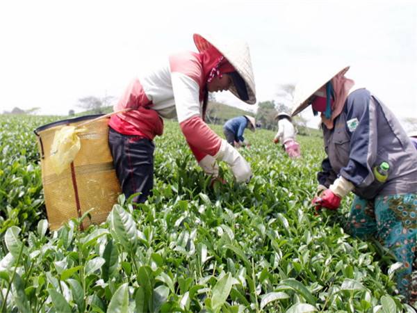 　　图为越南茶农在采摘茶叶。
