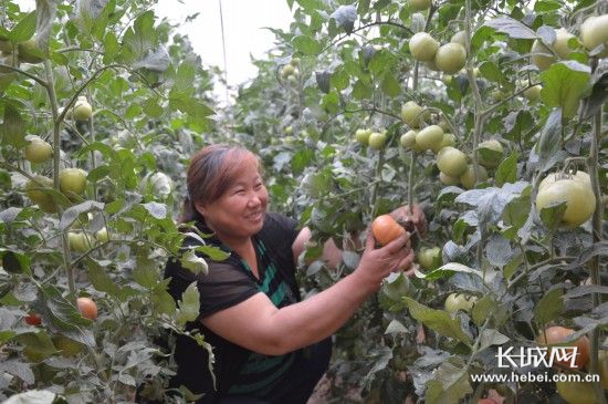 河北省农业厅对阜平县开展设施蔬菜扶贫工作|