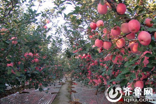 烟台栖霞苹果价格暴跌 果农遭遇卖果难(图)|苹