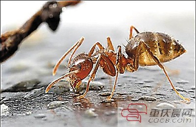 《蚁人》里的超级蚂蚁 入侵重庆被消灭|子弹|蚂蚁