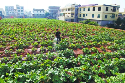 村民在复垦地中种植蔬菜。