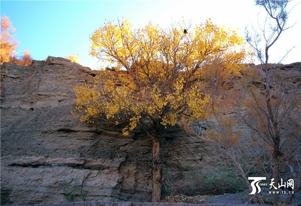 10月26日拍摄的戈壁滩深处的胡杨树。