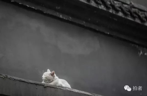 猫咪在瑟缩中闭目养神。拍者 紫阳