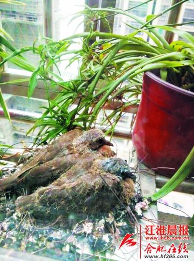 斑鸠落户居民窗台生娃 房主悉心呵护|女士|宝宝