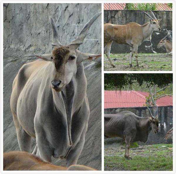 公羊和母羊外型上有不同,公羚羊额头上有一撮毛(左)。图片来源:台湾《中时电子报》