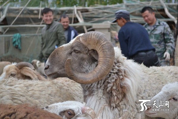 肉羊标兵——巴音布鲁克黑头羊接受鉴定。