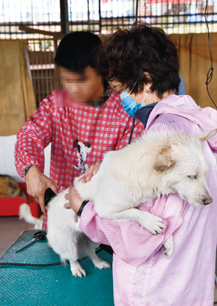 ▲10月31日,王鹏(化名)协助流浪动物家园的阿姨为狗狗打理毛。摄影:新华社四川分社记者刘坤　