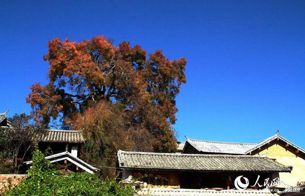 古镇中的参天大树。人民网 虎遵会 摄