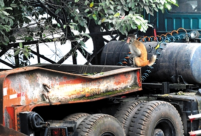 猴子爬到货车上眺望。