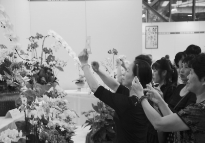 游客争相拿出手机拍照。郑长辉 摄