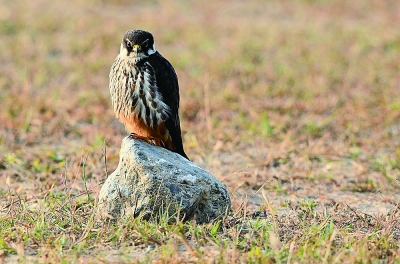 河南高院 介入大学生掏鸟案|稿件|高院