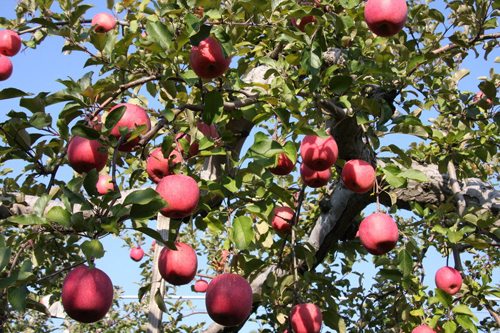 在日中国学子论文获奖 为青森扩大食品出口献