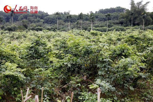 牛大力生长习性优良 可以很好的应对恶劣的自然灾害