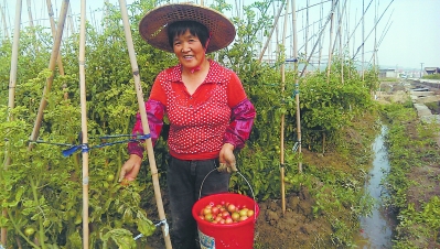 海澄镇罗坑村，得益于灌溉用水有保障，村民种植西红柿喜获丰收。