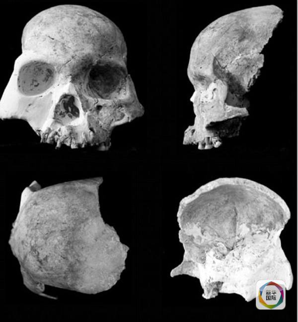 　　在蒙自发现的马鹿洞人头骨化石。