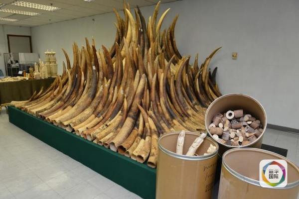 　　2014年资料图片，图为被美国警方截获的走私象牙和犀牛角。