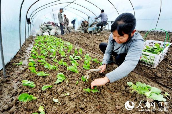 德兴市银城街道新南村菜农正大棚内种植蔬菜，可以赶在春节前上市。