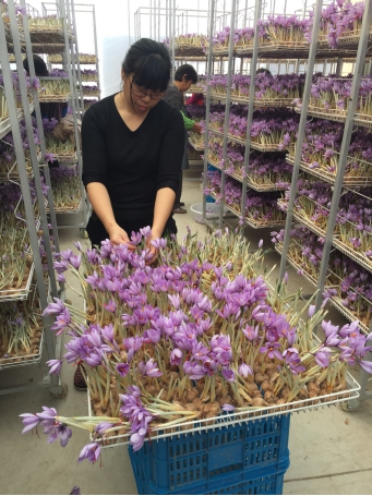 （图为每年冬季，西红花在架子上开出紫色的花）